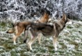 /album/ra%c3%a7as%20de%20cachorros%20%2c%20%28%3a/c%c3%a3o%20lobo%20de%20saarloos%202-jpg/